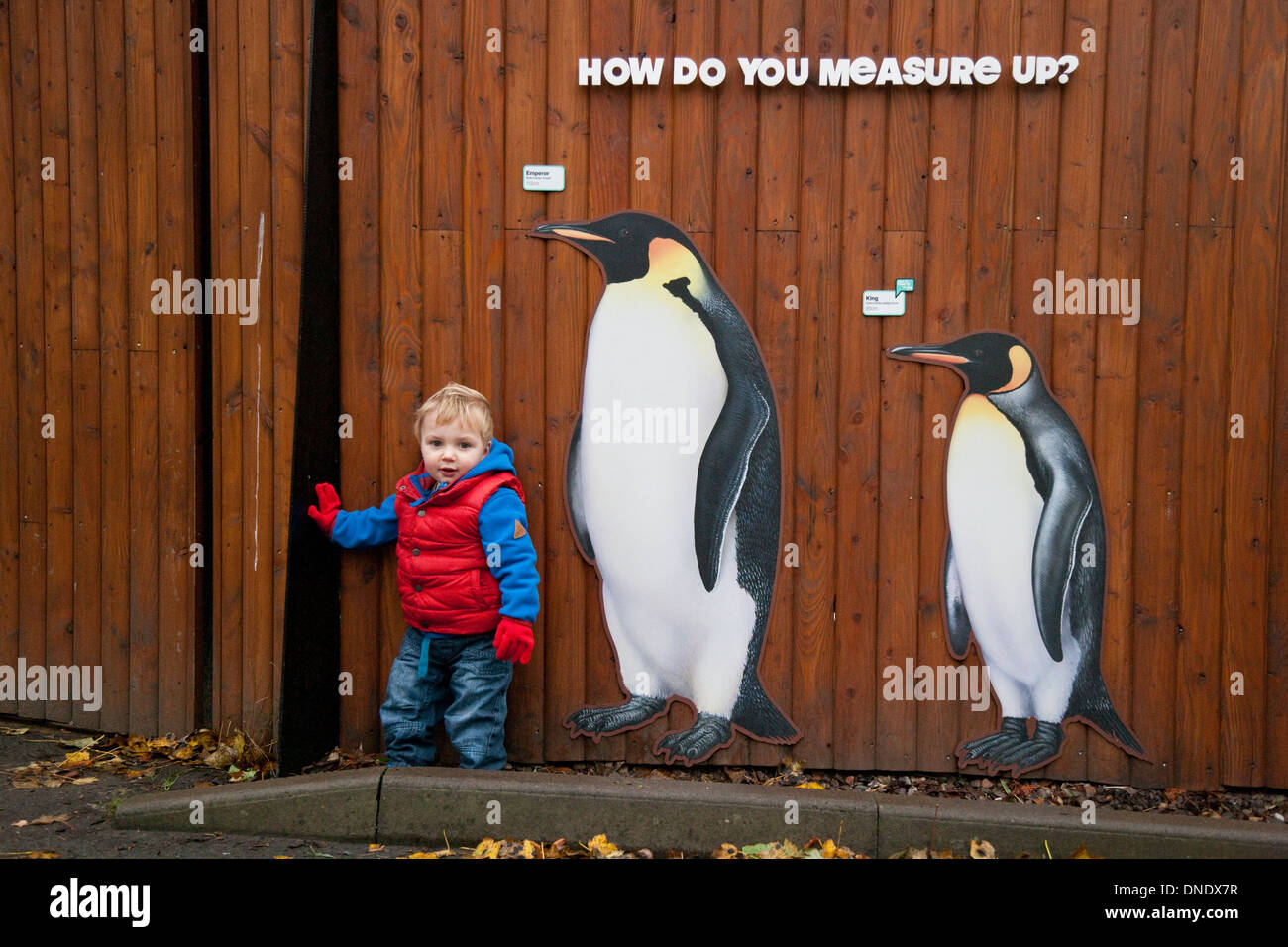 A little boy about 18 month old standing next to some life-size pictures of penguins at Edinburgh Zoo, Scotland, UK Stock Photo