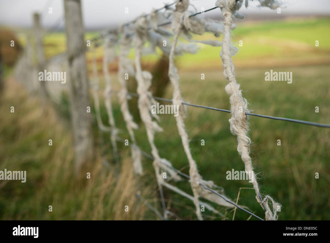 Wire fence wrapped with sheep wool, Orkney, Scotland Stock Photo