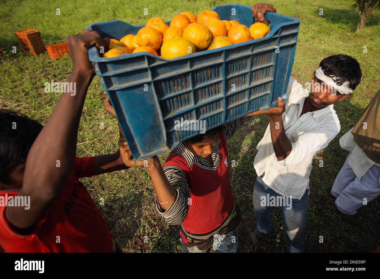 Nagpur, India. 23rd Dec, 2013. Farmers transport oranges in an orchard