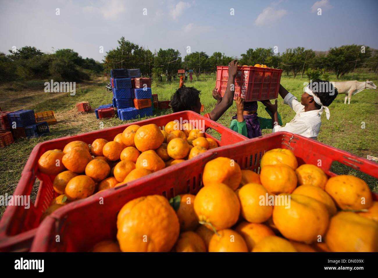 Nagpur, India. 23rd Dec, 2013. Farmers transport oranges in an orchard