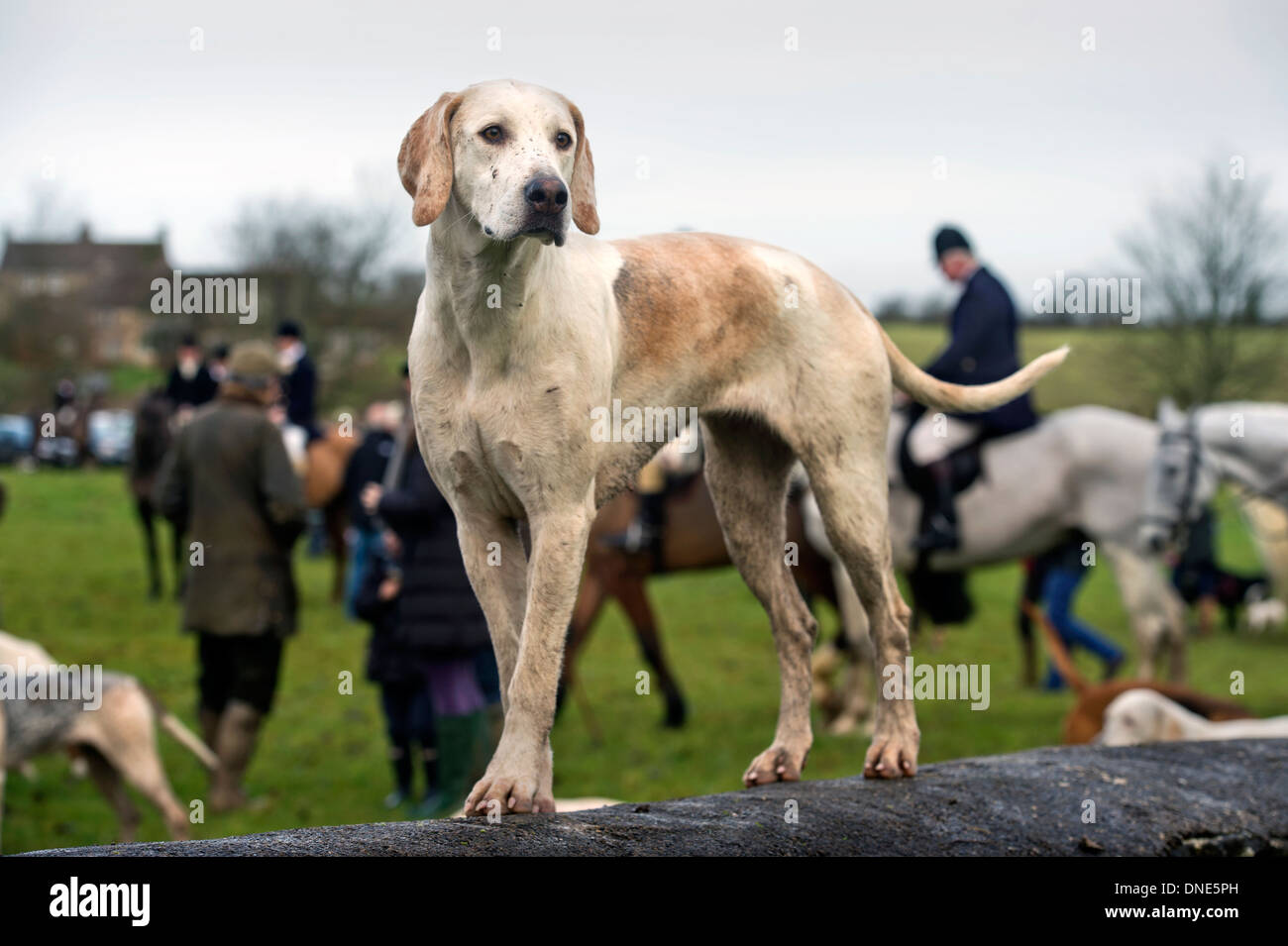 Hounds on a Cotswold stone wall at a meeting of the Beaufort Hunt in Didmarton, Gloucestershire UK Dec 2013 Stock Photo