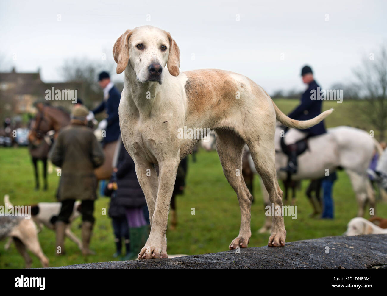 Hounds on a Cotswold stone wall at a meeting of the Beaufort Hunt in Didmarton, Gloucestershire UK Dec 2013 Stock Photo