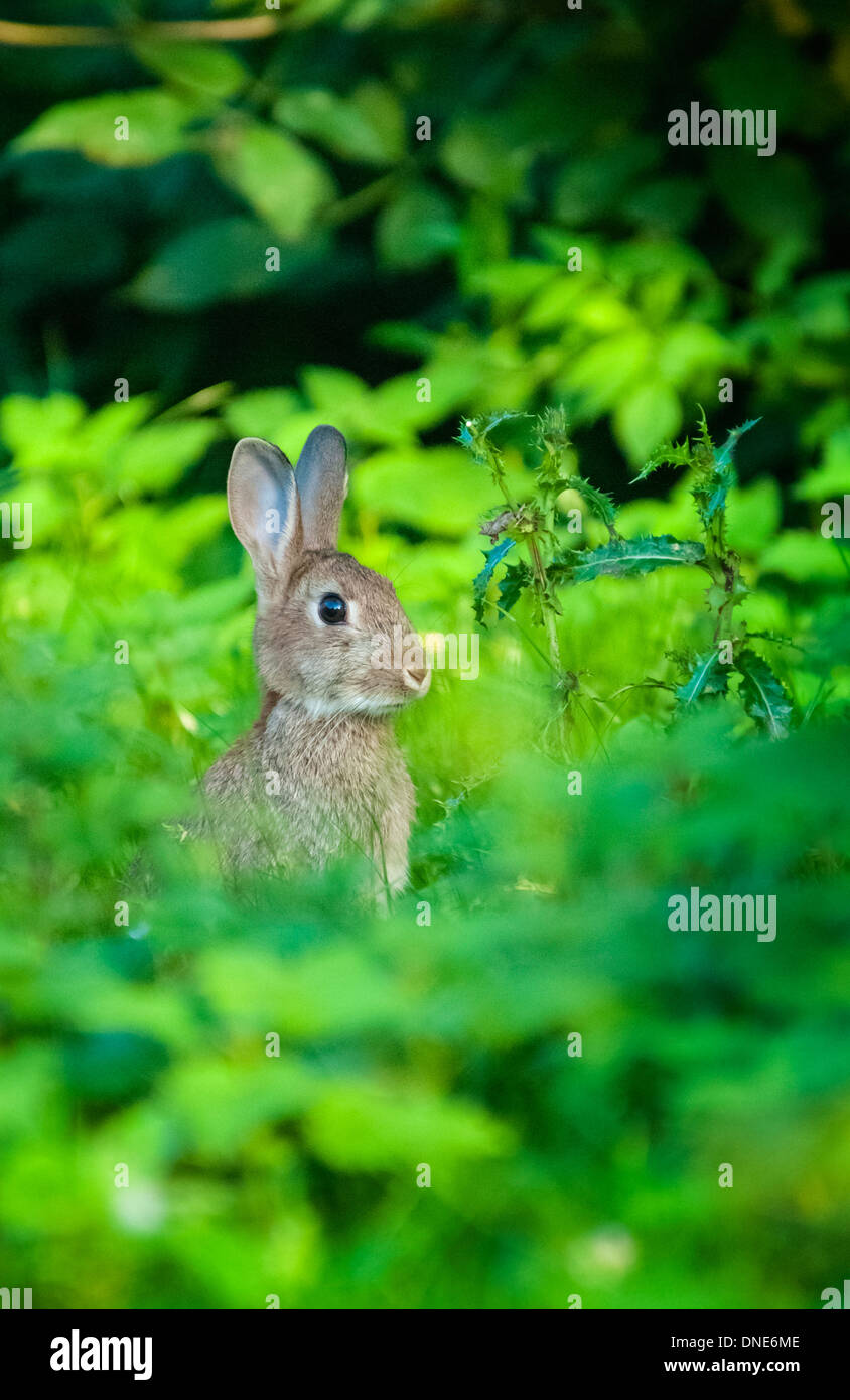 WIld rabbit in profile, facing right, sitting up in overgrown garden, with thistles. Stock Photo