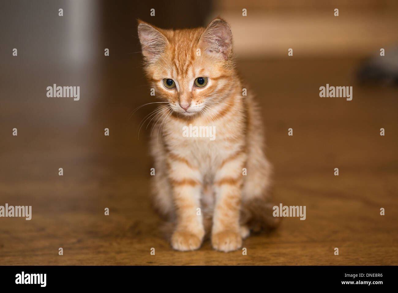 Premium Photo  Red kitten sits on floor scales close up