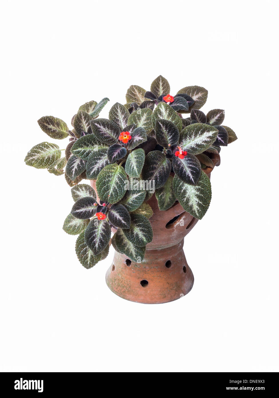 Home plant in flowerpot isolated on white background Stock Photo - Alamy