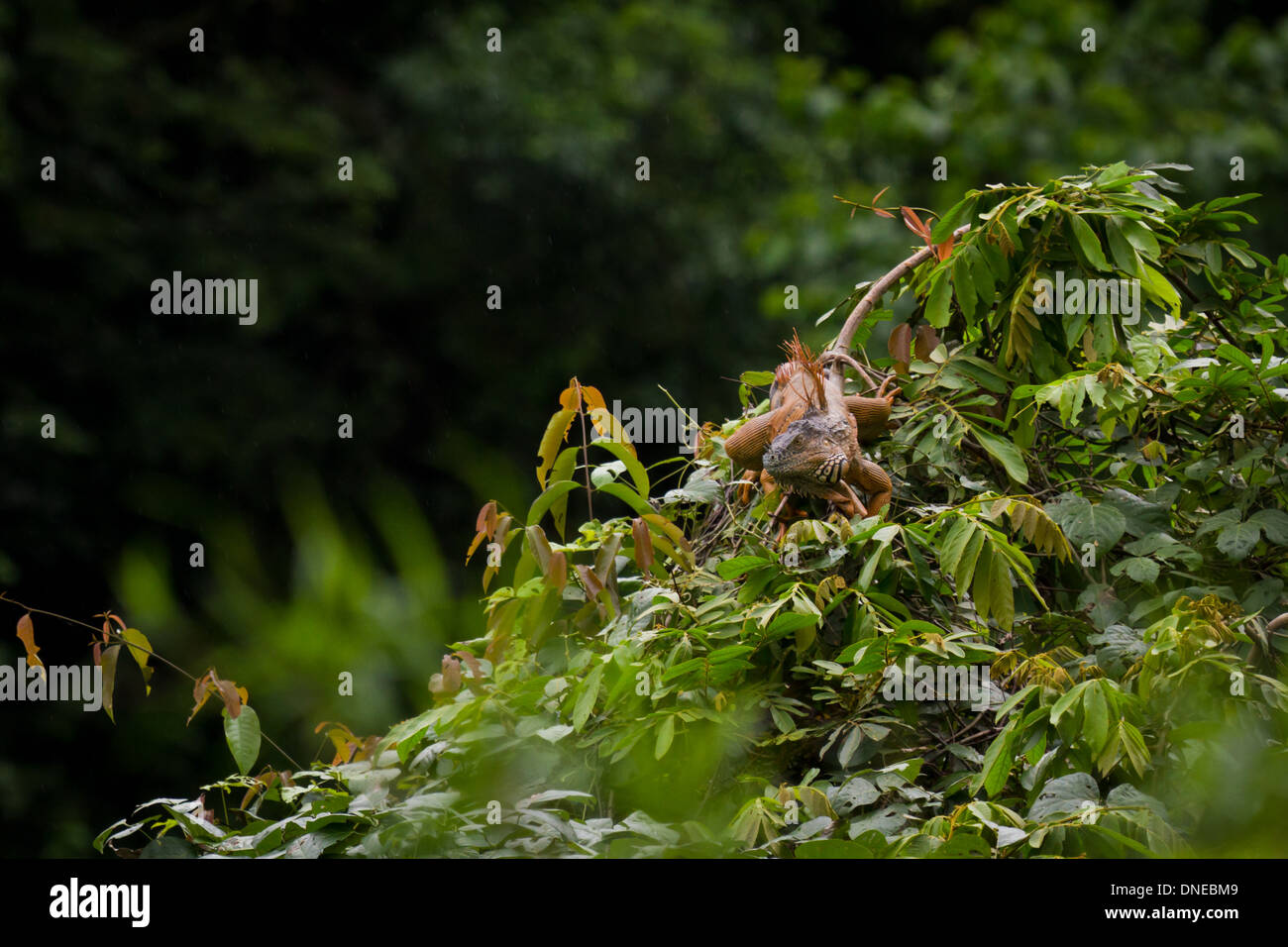 large iguana on top of a tree in the rain forest Stock Photo