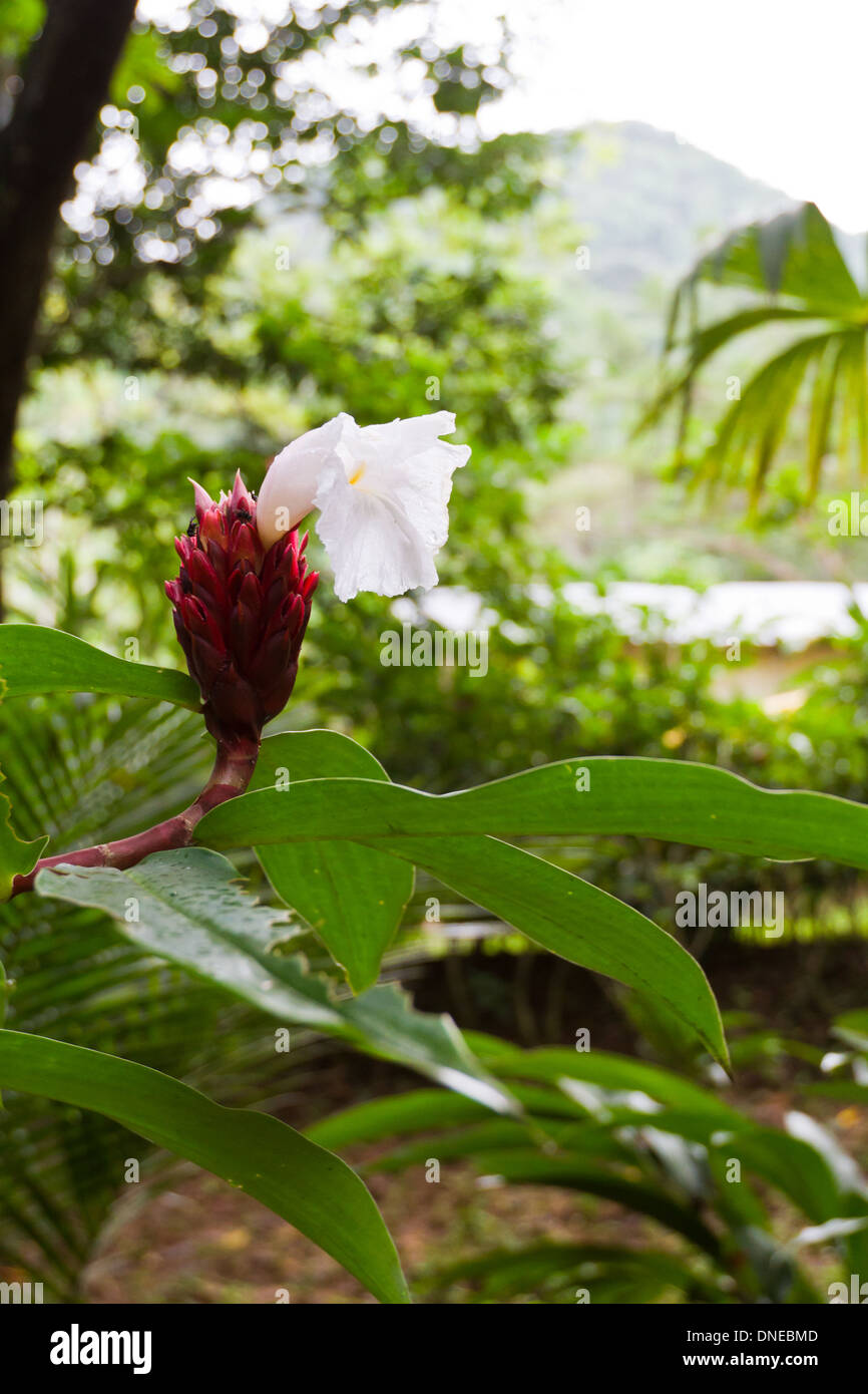 beautiful tropical flower in the jungle of Belize Stock Photo Alamy