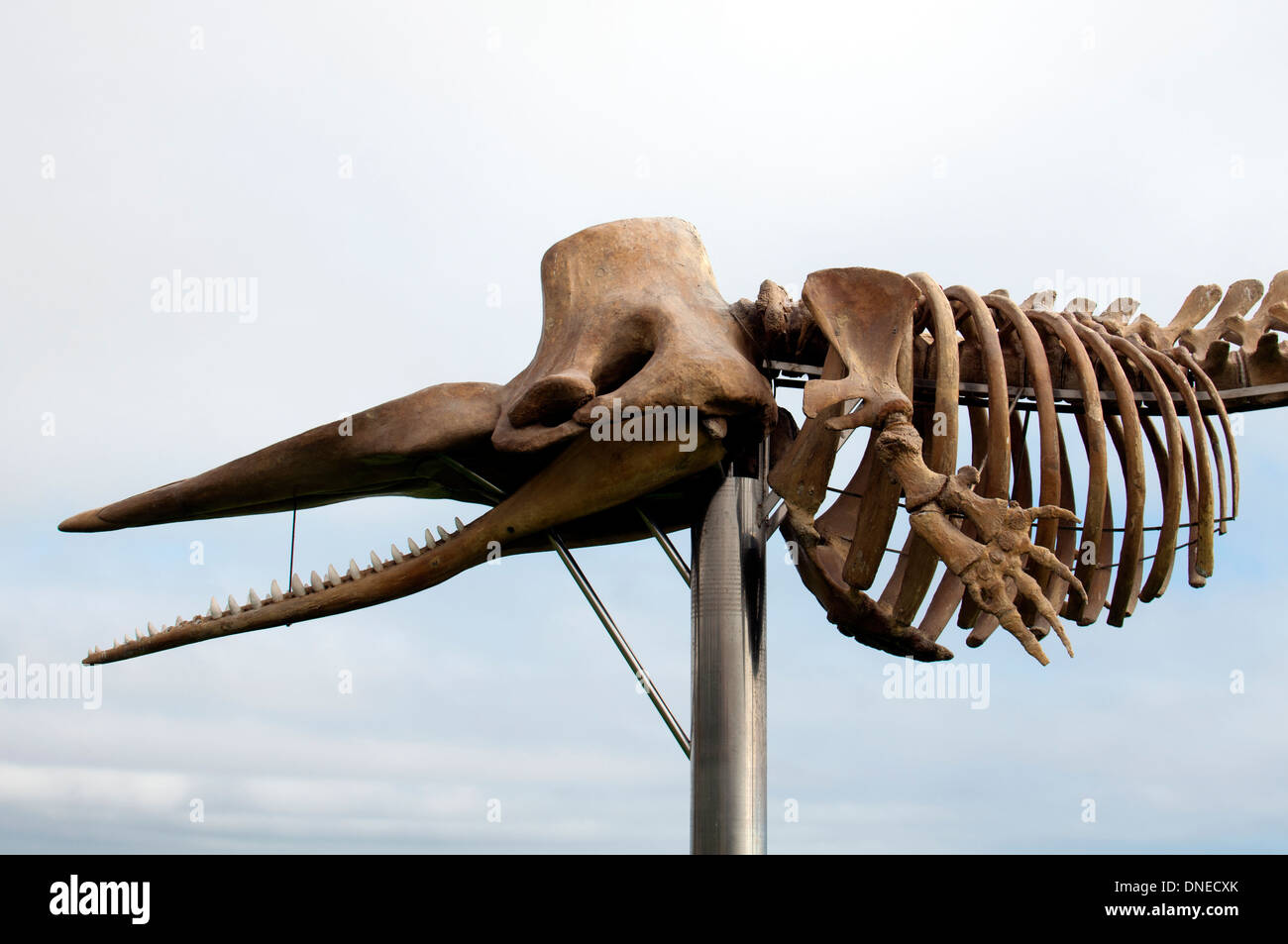 Whale skeleton hi-res stock photography and images - Page 3 - Alamy, image size:1300x953