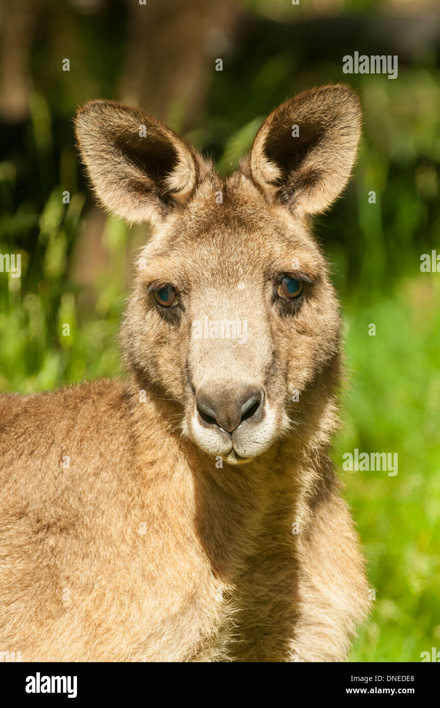 Eastern Grey Kangaroo at Lysterfield Lake Park, near Melbourne, Victoria Stock Photo