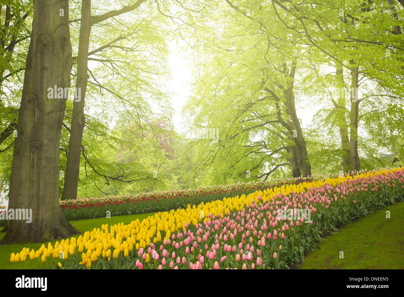 spring flowers in holland garden Stock Photo - Alamy