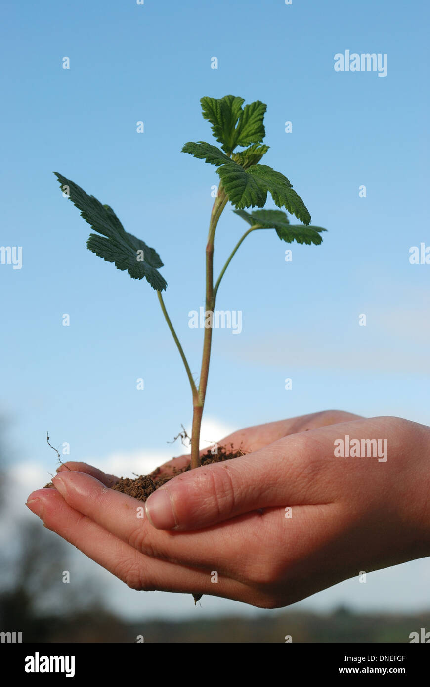 A sprout on a hand Stock Photo