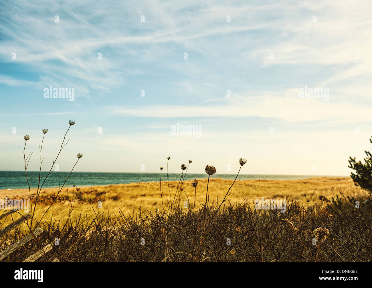 Beach scene in autumn with Queen Anne's Lace and a vintage feel, Nantucket, Cape Cod, Massachusetts, USA. Copy space. Stock Photo