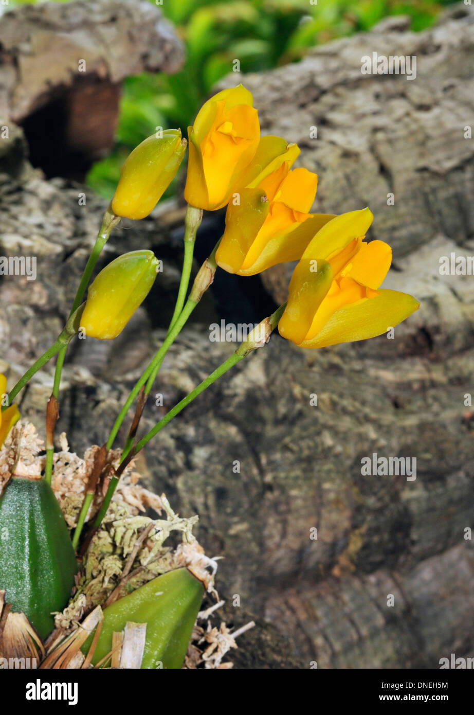 Sweet Scented Lycaste Orchid - Lycaste aromatica From Central America Stock Photo