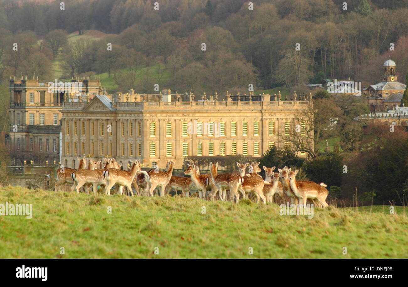 A herd of fallow deer gather in the parkland surrounding Chatsworth House, Peak District, Derbyshire, England, UK Stock Photo