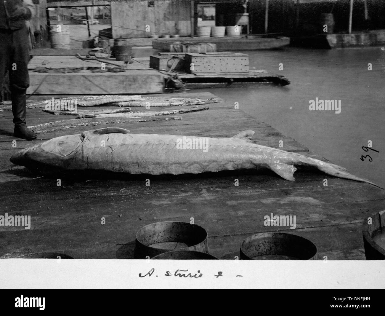 Acipenser Sturio Stock Photos & Acipenser Sturio Stock Images Alamy