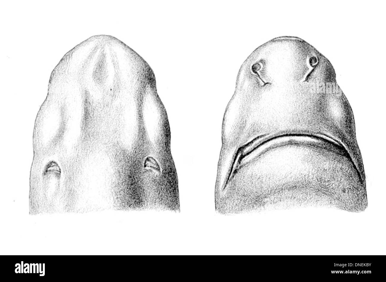 Centroscymnus coelolepis hires stock photography and images Alamy