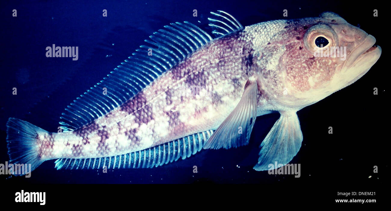 Antarctic Animals – IceCube, image size:1300x702