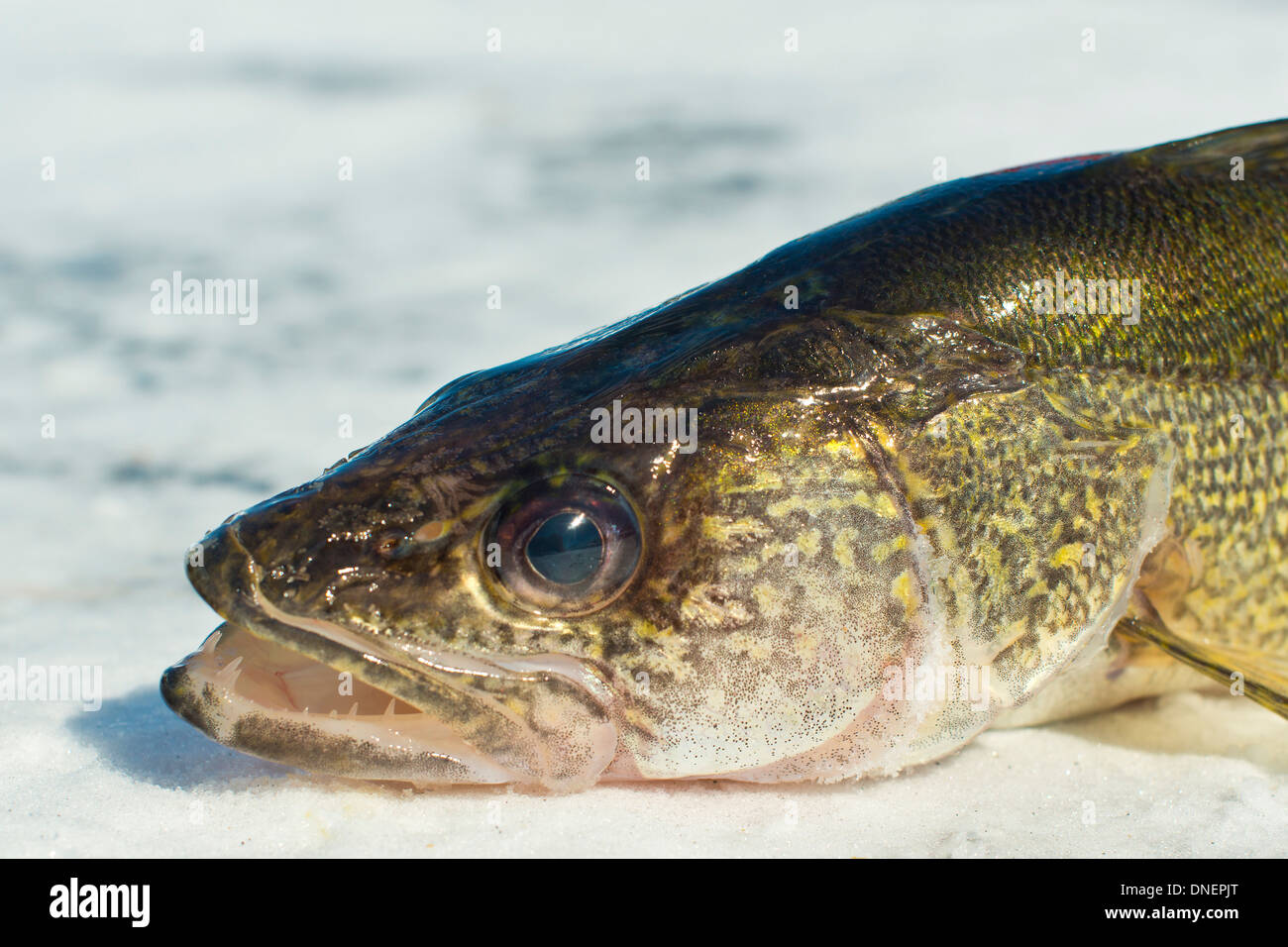 Walleye ice fishing hires stock photography and images Alamy
