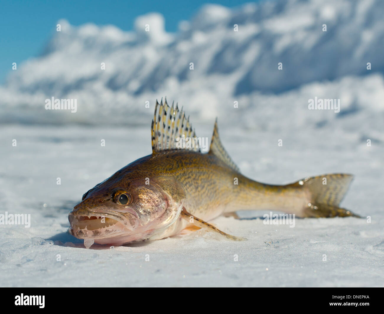 Walleye pike hi-res stock photography and images - Alamy