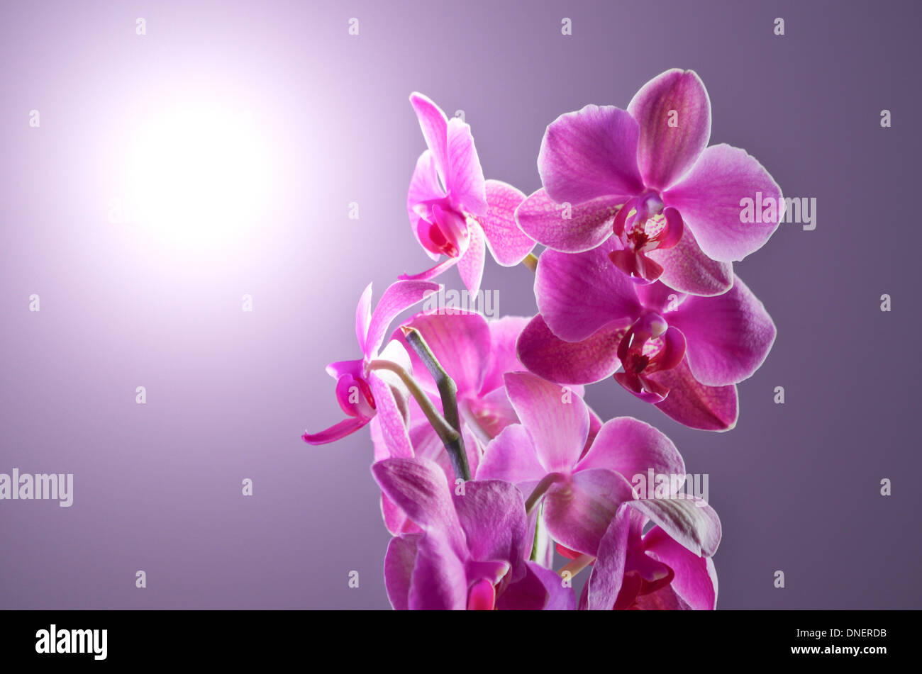 Orchid, cymbidium plant. Studio shot. Stock Photo