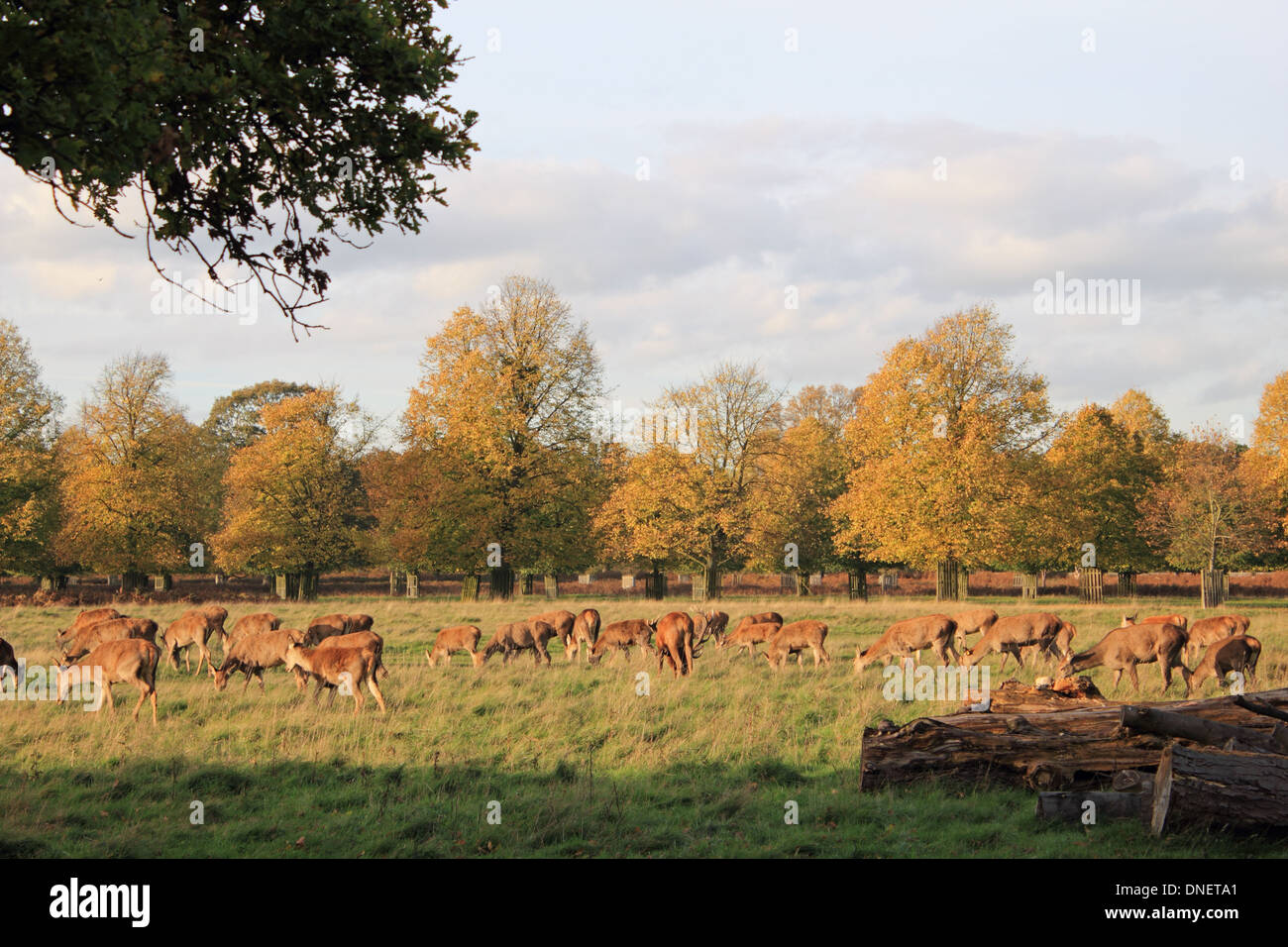 Herd of deer in Bushy Park autumn in London England UK Stock Photo