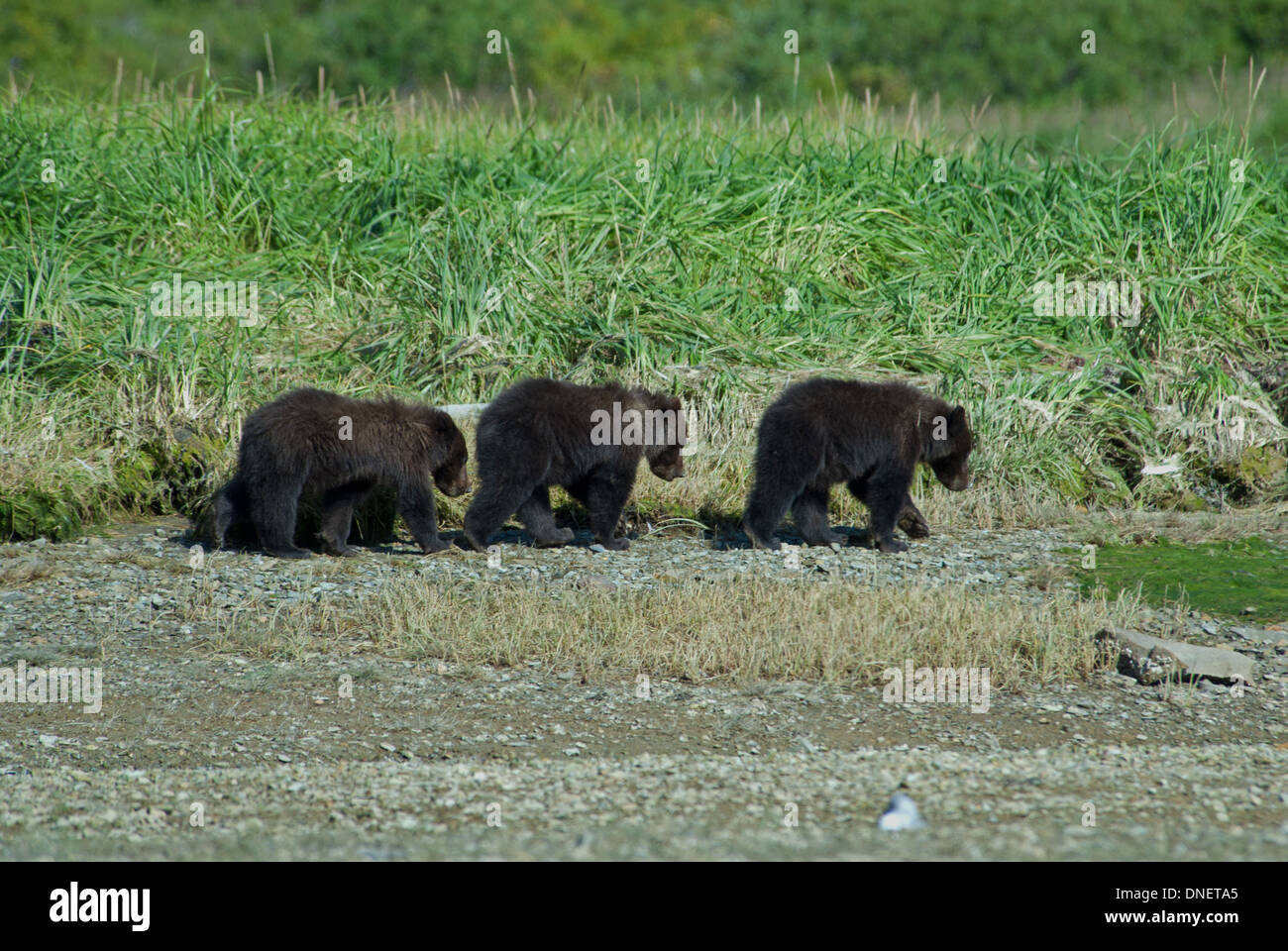 Three brown bear cubs walking in line, Kinak Bay, Katmai NP. Alaska Stock Photo