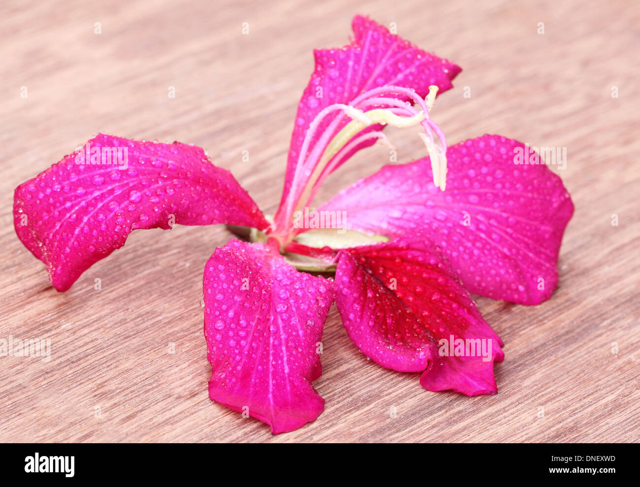 Pink Variegata or Kanchon flower over wooden surface Stock Photo