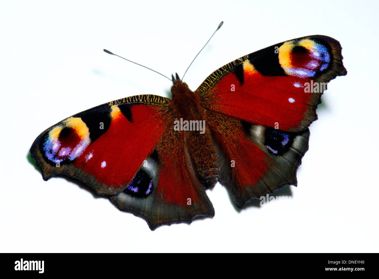 Peacock butterfly ,Inachis io,on white. Stock Photo