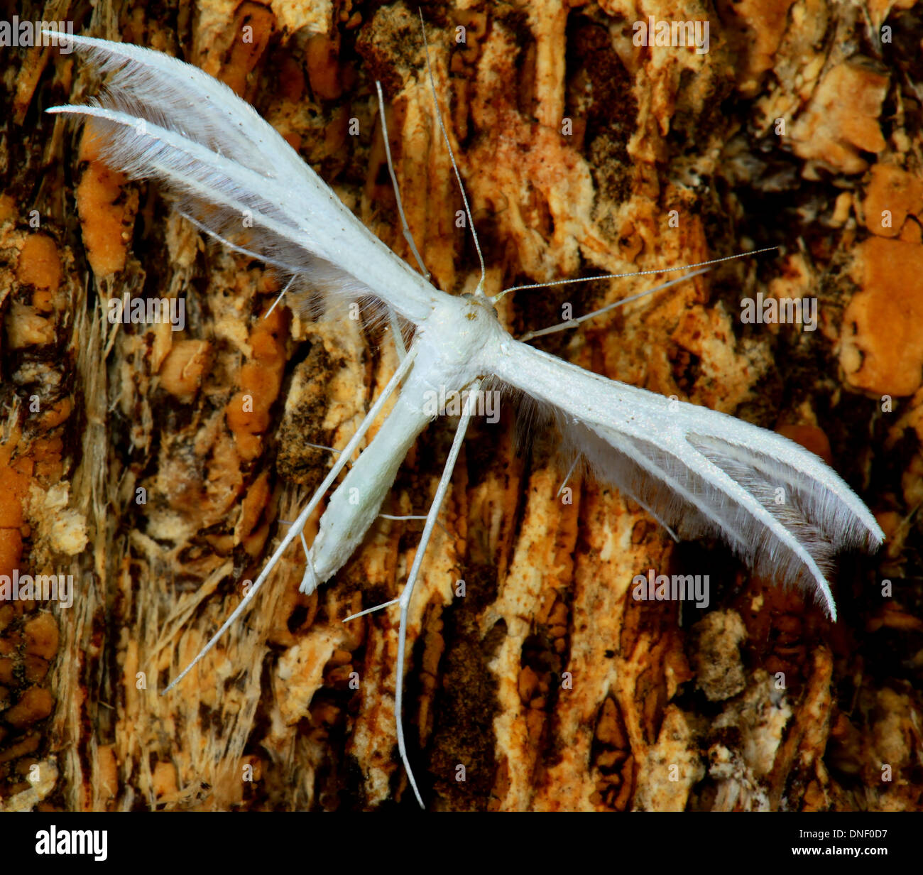 White plume moth, Pterophorus pentadactyla on tree bark Stock Photo