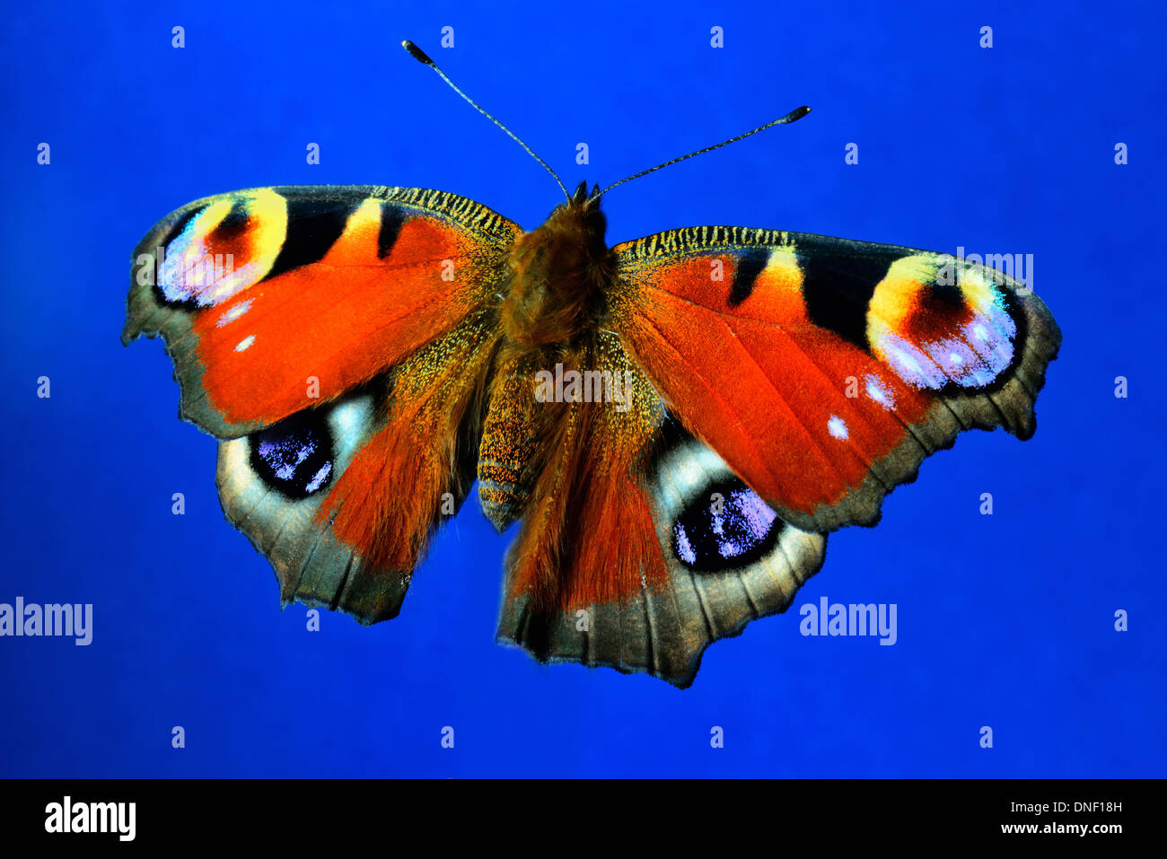 Peacock butterfly ,Inachis io Stock Photo