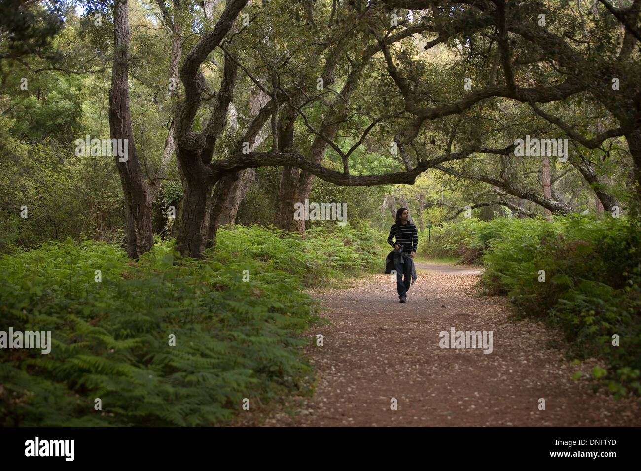 A tourist walks in a trail in Donana National Park, Huelva province, Andalusia, Spain Stock Photo