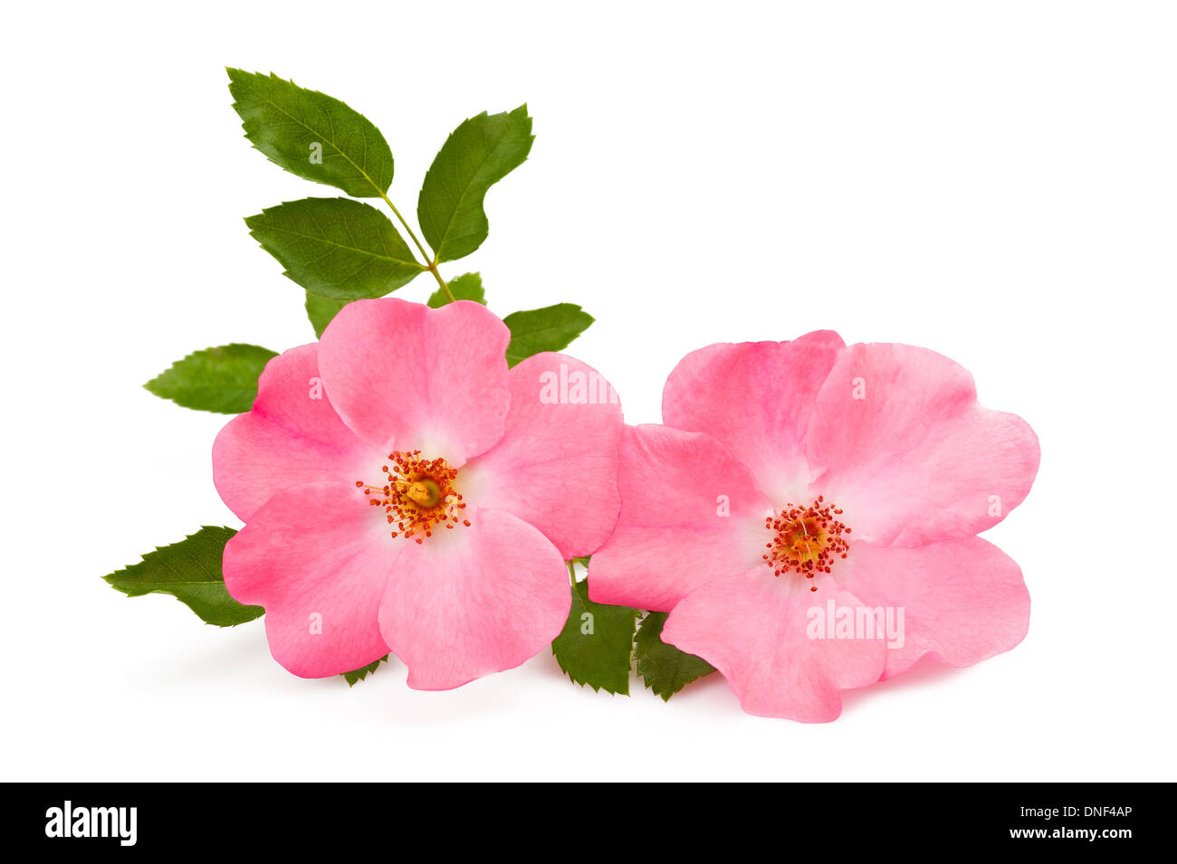 rose pink flowers isolated on white Stock Photo - Alamy