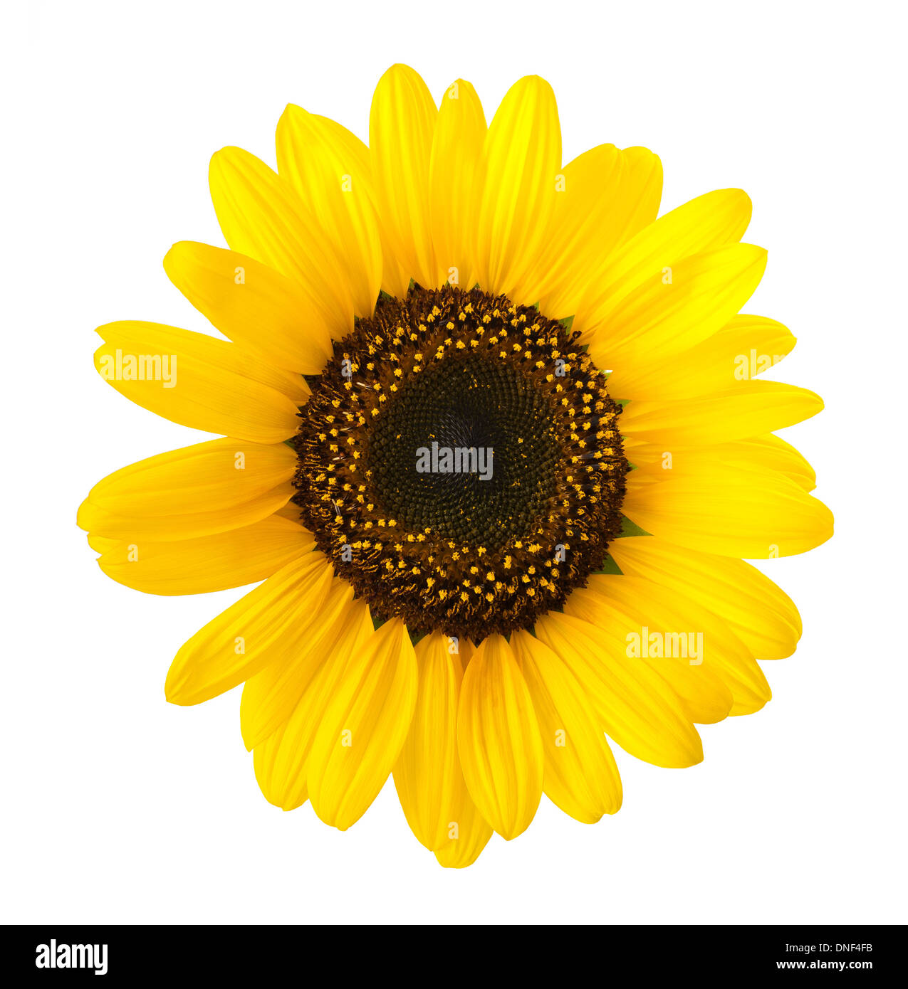 sunflower isolated on white background Stock Photo - Alamy