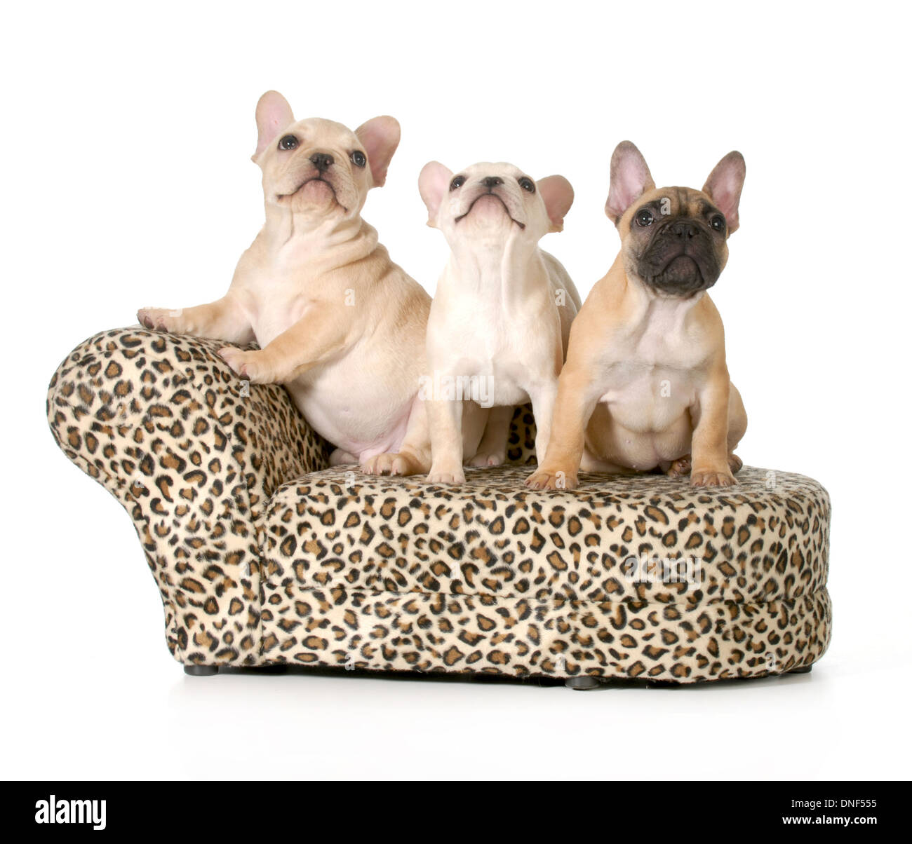 French bulldog print dog bed hot sale