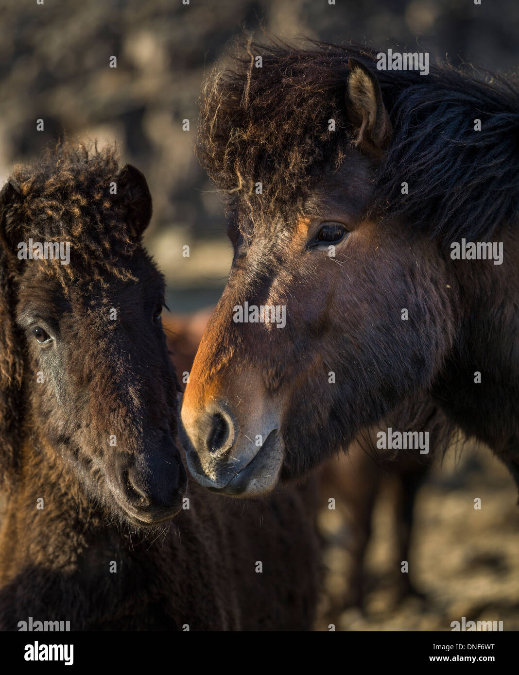 EUROPE EYRARHORN ICELAND TRAVEL VATNAJOKULL GLACIER ICELANDIC HORSES Stock Photo