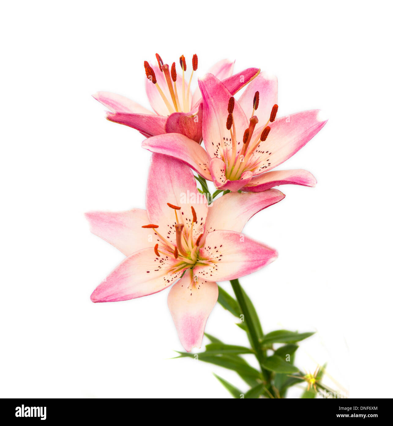 Purple lily Cut Out Stock Images & Pictures - Alamy