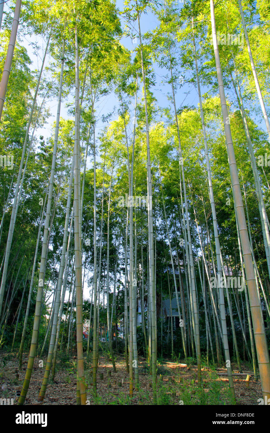 Bamboo grove at Higashimurayama Tokyo Japan Stock Photo Alamy