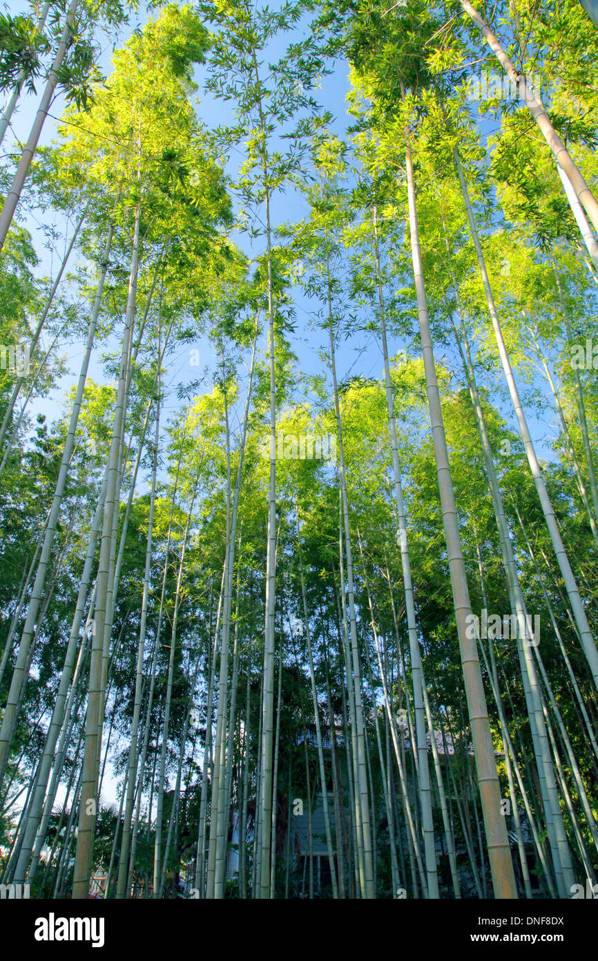 Bamboo grove at Higashimurayama Tokyo Japan Stock Photo Alamy