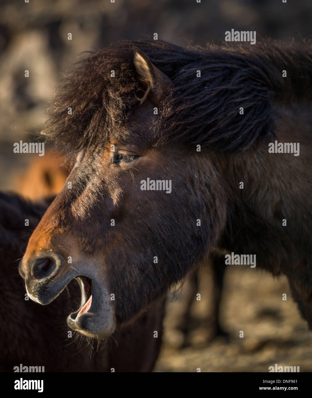 EUROPE EYRARHORN ICELAND TRAVEL VATNAJOKULL GLACIER ICELANDIC HORSES Stock Photo