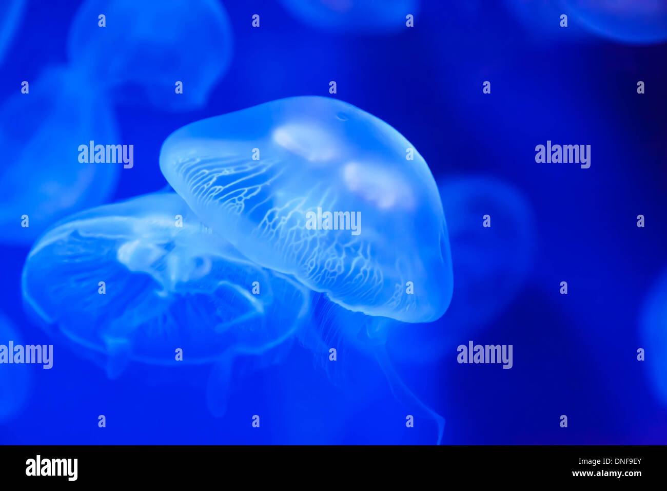 Jellyfish in their natural habitat. (Aurelia aurita Stock Photo - Alamy