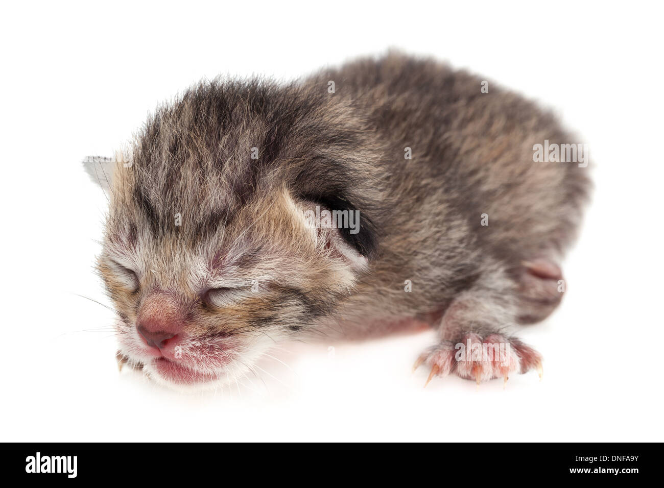 New born baby cat on white background Stock Photo
