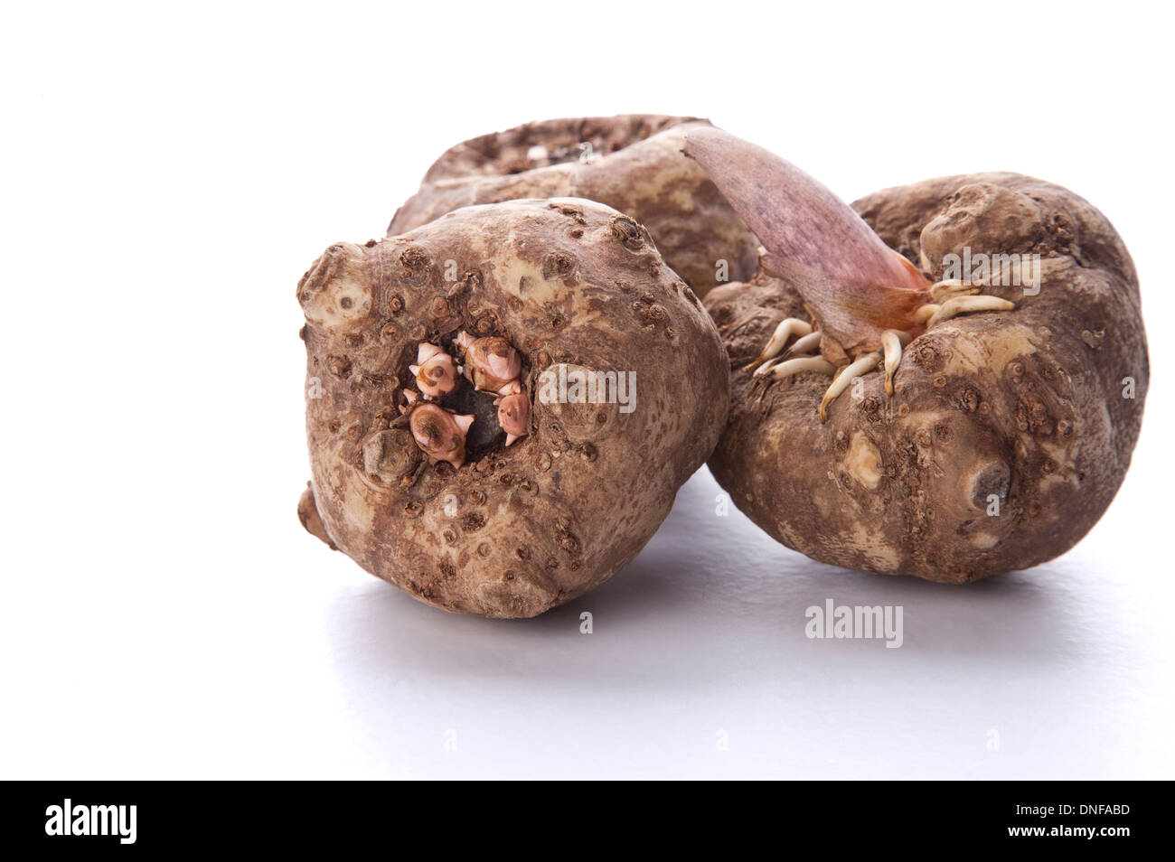 Konjac root hi-res stock photography and images - Alamy