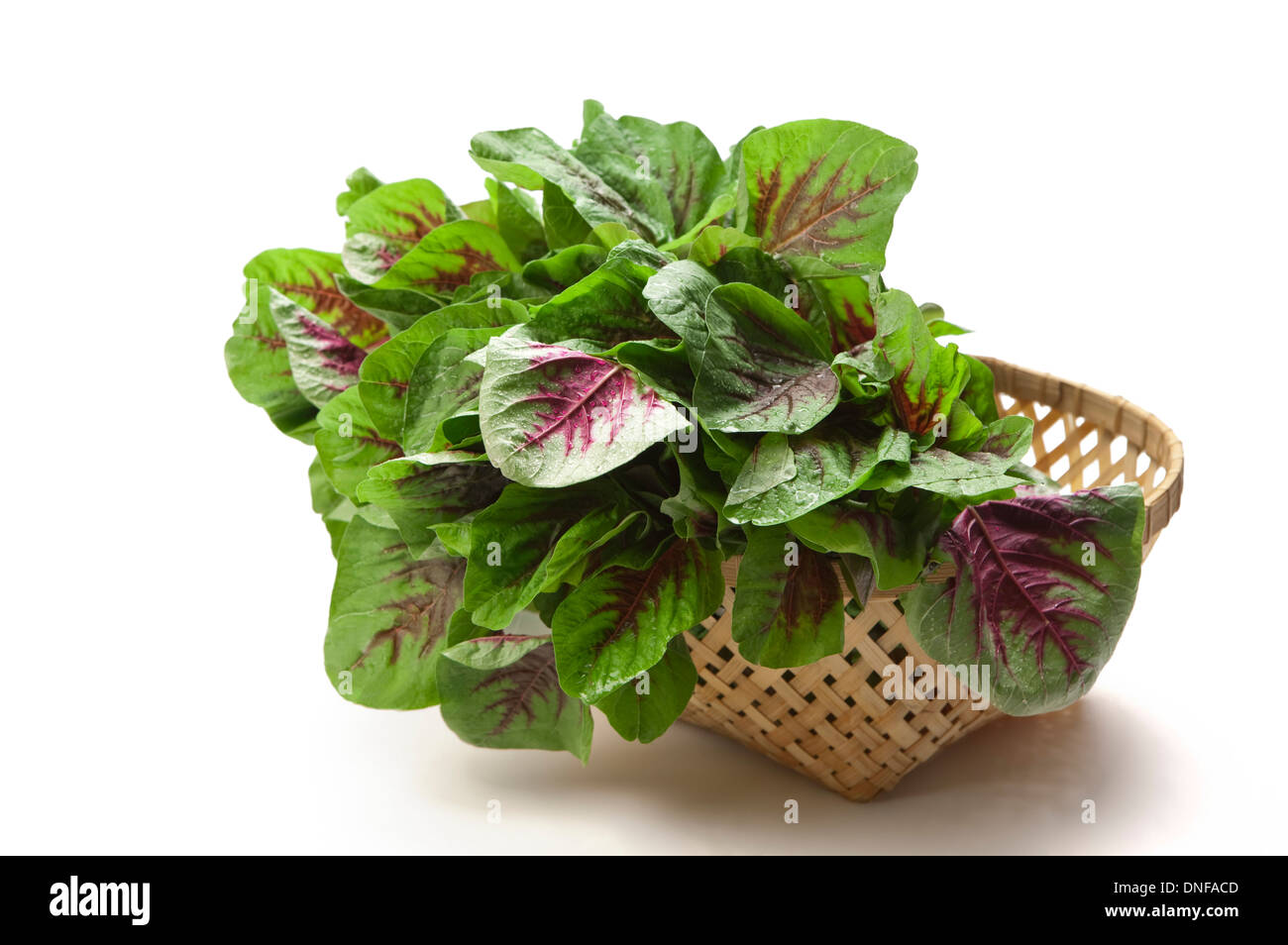 Amaranth,Vegetable Stock Photo