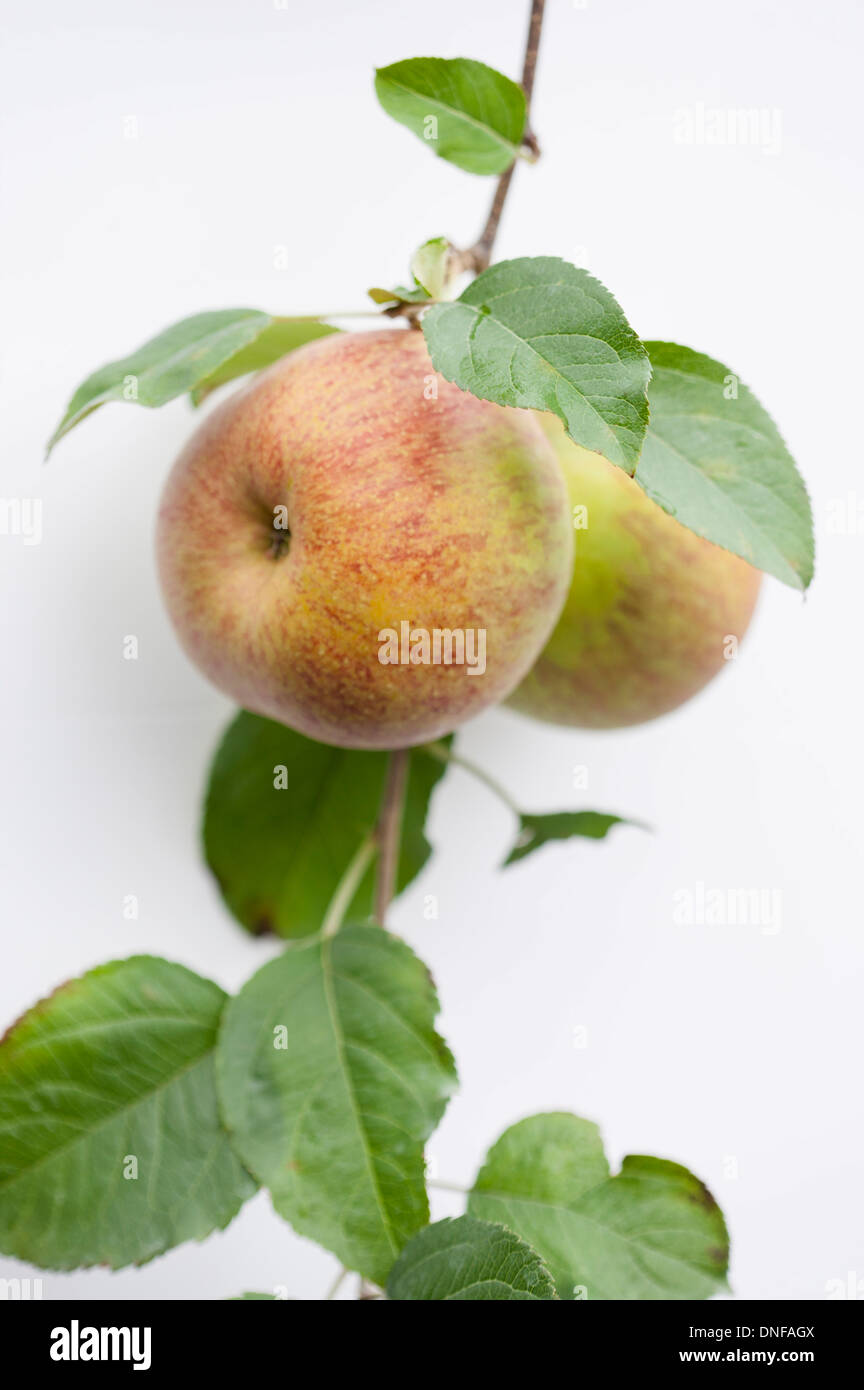 Two colored apple hi-res stock photography and images - Alamy