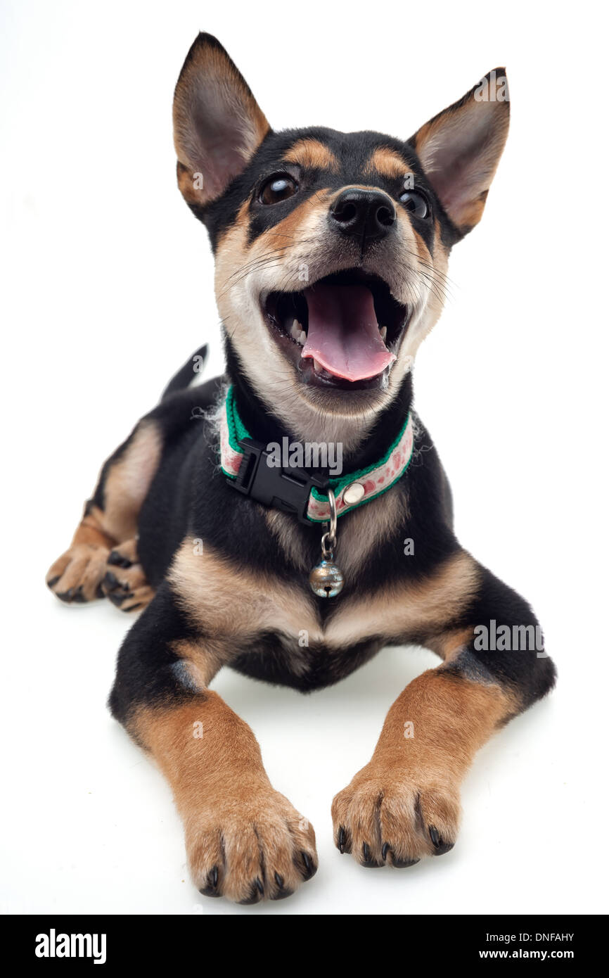 Cute black brown dog sitting on white background Stock Photo - Alamy