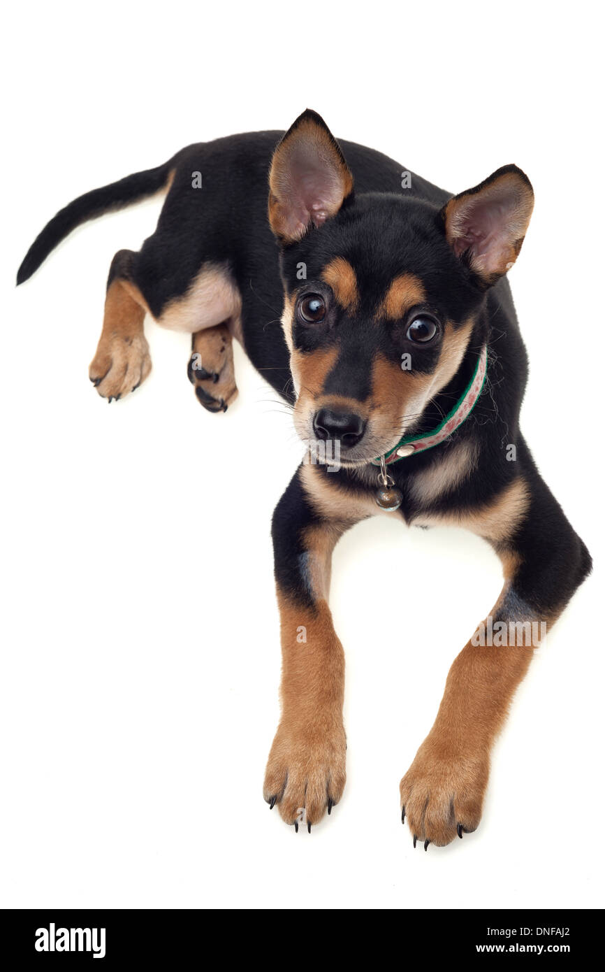 Beautiful black brown dog sitting on white background Stock Photo - Alamy