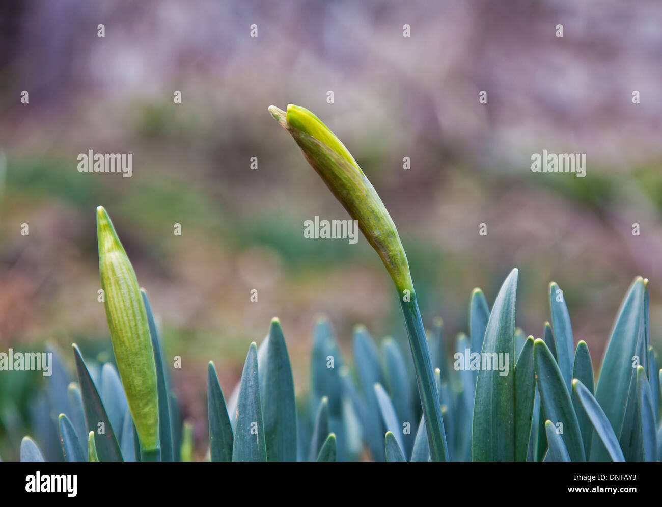 a couple of daffodil buds in late February Stock Photo Alamy