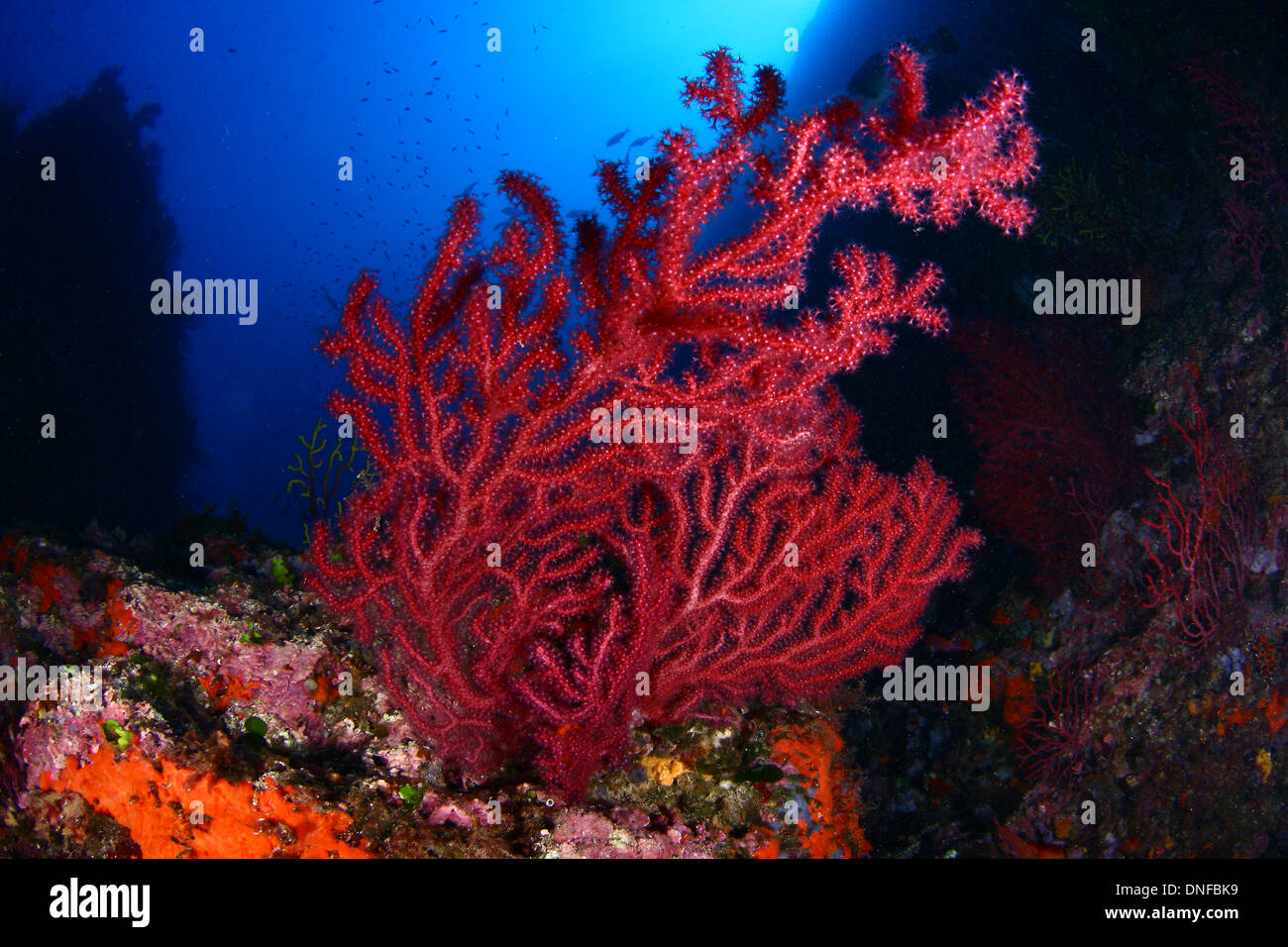 Gorgonian (Paramuricea clavata) is a type of coral of Mediterranean sea Stock Photo