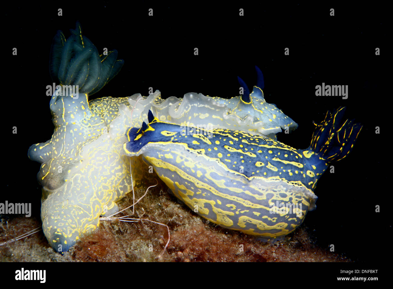 Reproduction of Couple of nudibranch Stock Photo