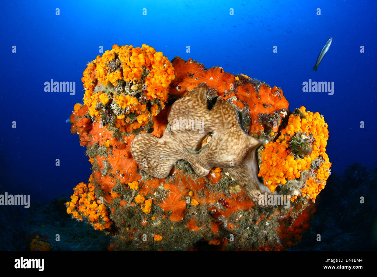 Colorful wall of corals and blue water Stock Photo